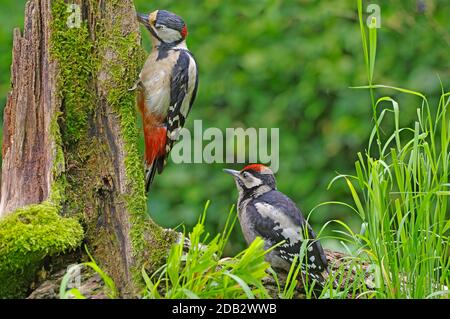 Buntspecht (Dendrocopos major). Ausgewachsenes Männchen auf einem faulen Baumstumpf, um dem wartenden Jungtier Nahrung zu geben. Deutschland Stockfoto