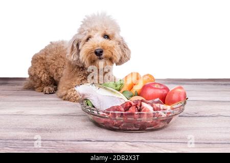 Gehorsame gesunde Hunde posieren mit Barf rohem Fleisch auf Holz Oberfläche Stockfoto