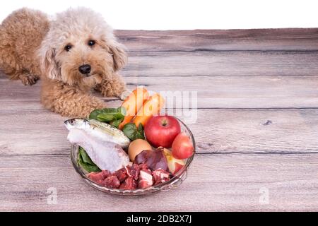 Gehorsame gesunde Hunde posieren mit Barf rohem Fleisch auf Holz Oberfläche Stockfoto