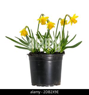 Kleine blütenende gelbe Narben in einem Pflanzentopf isoliert auf Weiß Stockfoto