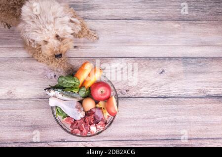 Gehorsame gesunde Hunde posieren mit Barf rohem Fleisch auf Holz Oberfläche Stockfoto