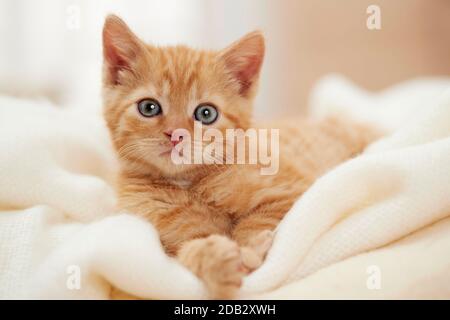 Hauskatze. Kätzchen in weißer Decke liegend. Deutschland Stockfoto
