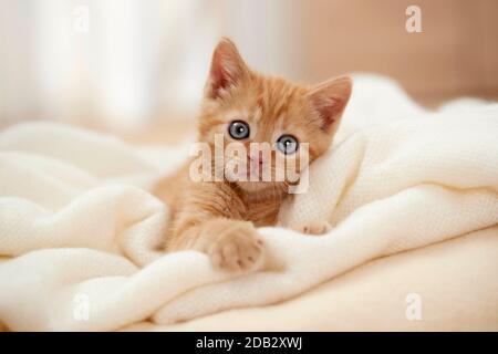 Hauskatze. Kätzchen in weißer Decke liegend. Deutschland Stockfoto