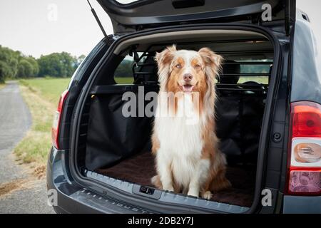 Australian Shepherd im Kofferraum eines Autos. Nicht für Tierführer bis 9/2022 Stockfoto