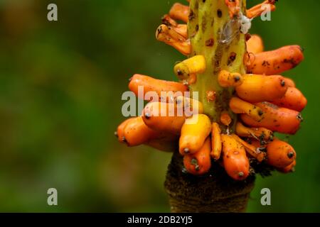 Orange Farbe Frucht des Elefanten Fuß Yam, selektiver Fokus Stockfoto