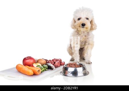 Gehorsam gesunden Hund posiert mit Barf rohes Fleisch, Fisch, Gemüse, Eier, Zutat Ernährung auf weißem Hintergrund Stockfoto