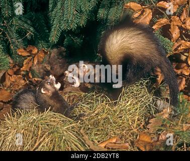 Europäische Polecat (Mustela putorius), Paarungsverhalten: Aggressiver Sprung des Männchens auf das Weibchen und gegenseitige Bedrohung. Deutschland Stockfoto