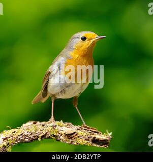 Robin (Erithacus rubecula). Erwachsener steht auf einem Ast. Deutschland Stockfoto