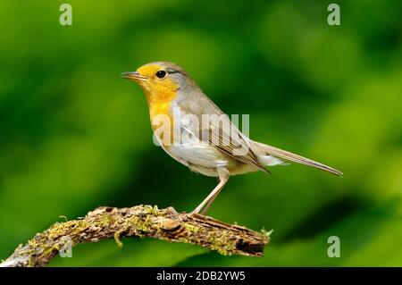 Robin (Erithacus rubecula). Erwachsener steht auf einem Ast. Deutschland Stockfoto