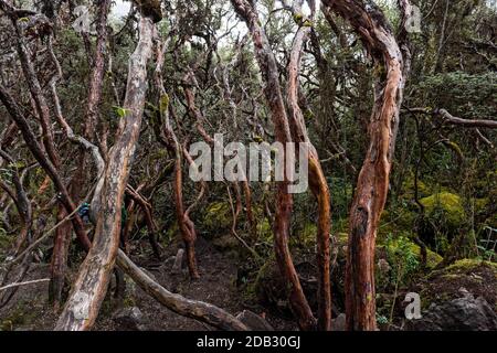 Nationalpark El Cajas, Ecuador Stockfoto