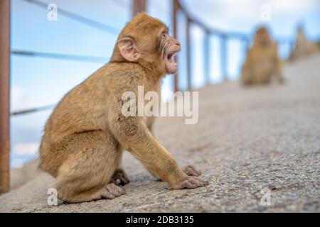 Junger Affe am Zaun mit ausgestrecktem Draht reagiert auf die Menschen. Stockfoto