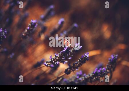 Geblümter Grunge-Hintergrund, schöne kleine violette zarte Blumen, wundervolle Schönheit des frischen Lavendelblumenfelds, schöne Blumentapeten Stockfoto