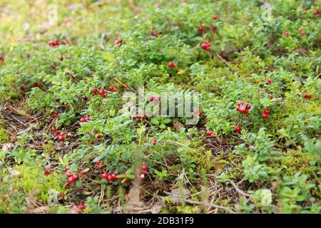 Ein selektiver Fokus Schuss von Preiselbeeren im Grünen Stockfoto