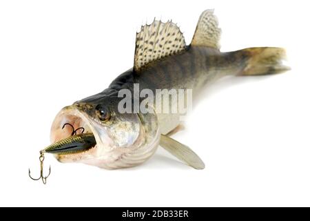 predator , Fisch Raubtier isoliert auf weißem Hintergrund Stockfoto