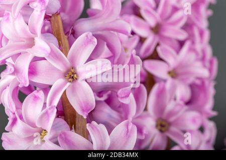 Rosa geoktinte Blumen auf grauem Hintergrund. Helle Knospen für Dekoration und Postkarten. Stockfoto