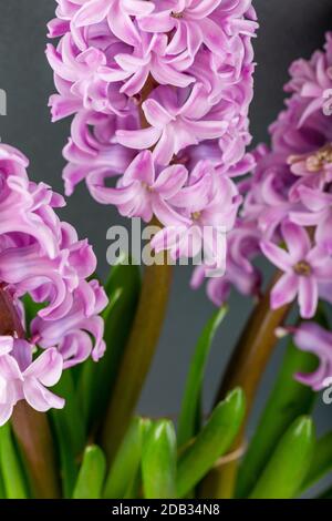 Rosa geoktinte Blumen auf grauem Hintergrund. Helle Knospen für Dekoration und Postkarten. Stockfoto