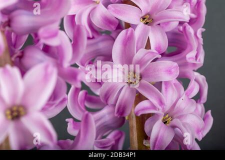 Rosa geoktinte Blumen auf grauem Hintergrund. Helle Knospen für Dekoration und Postkarten. Stockfoto