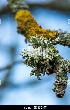 Grüne und gelbe Flechten auf einem alten Baumzweig. Hypogymnia physisodes, Evernia prunastri und Xanthoria parietina sind häufige Flechtenarten. Stockfoto