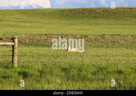 Eine braune und weiße Antilope, die auf einem grünen Feld in Wyoming liegt. Stockfoto