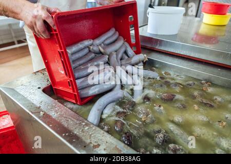 Metzger Leeren Sie Würstchen in Speisewasser aus einem Behälter Stockfoto