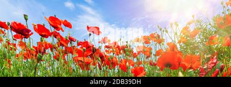 Rote Mohnblumen am sonnigen blauen Himmel Stockfoto