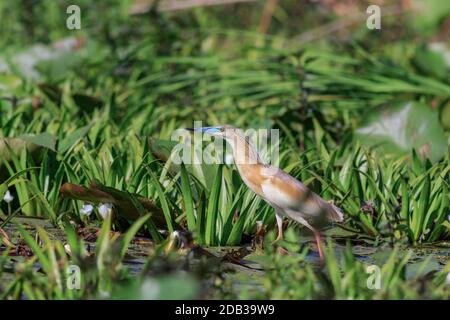 Squacco Heron (ardeola ralloides) im Donaudelta, Rumänien Stockfoto