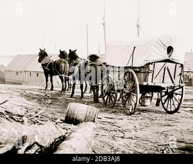 City Point, Virginia (in der Nähe). Vier-Maultier-Armee-Team und Wagen. Stockfoto