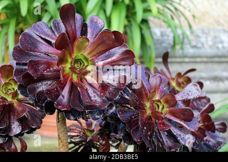 Lila Baumhouseleek, Aeonium arboreum Variety atropurpurpureum, mit Regenflecken auf den Blättern mit einem verschwommenen Hintergrund aus Stein- und Tontöpfen. Stockfoto