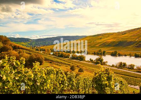 Weinlandschaft bei Cochem und Leiwen an der Mosel Stockfoto