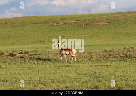 Eine braune und weiße Antilope, die auf einem grünen Feld in Wyoming steht. Stockfoto