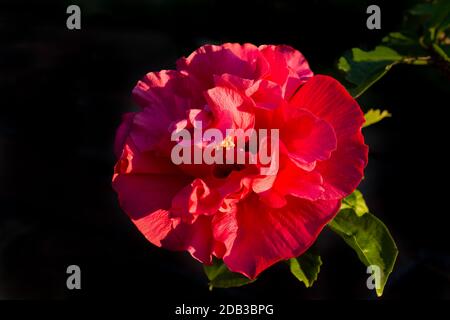 SONY DSC Stockfoto