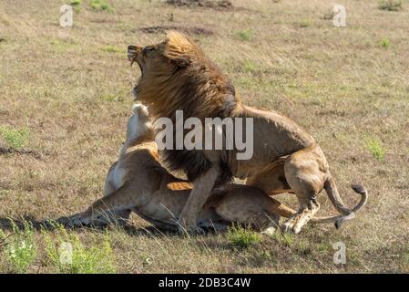 Männlicher Löwe brüllt nach der Paarung mit Weibchen Stockfoto
