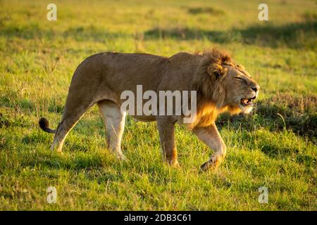 Männlicher Löwe brüllt beim gehen in Savanne Stockfoto