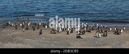 Kaiserliche Tücher, Leucocarbo-Atrikeps am Strand von Punta Arenas, Chile Stockfoto