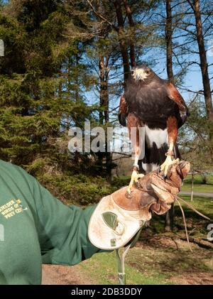 Monty 'the HarrisHawk hat sich im Birds of Prey Center, Kielder Water and Forest Park, Northumberland, England, an den Handschuh des Tierpflegers gebunden Stockfoto