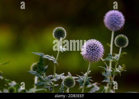 Allium Blüten, abgerundete lila Köpfe von ornamentalen Zwiebel, mit selektivem Fokus auf Front Blume Ball. Unscharfer dunkelgrüner Hintergrund. Kreisförmige Formen Stockfoto