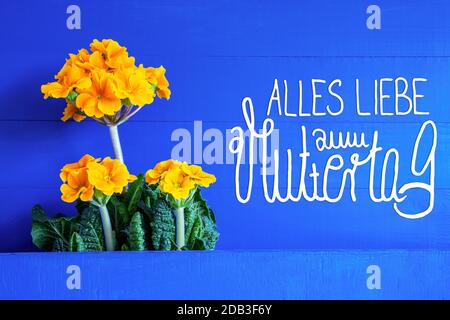 Deutscher Text Alles Liebe Zum Muttertag Heißt Glücksmuttertag. Gelbe, Schöne Frühlingsblumen. Blauer Holzhintergrund Stockfoto