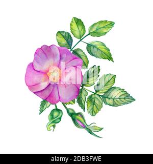 Wasserfarben-Bouquet mit Rosettenhüften. Rosa Blume, Blätter, Äste und Knospen isoliert auf weißem Grund. Handgezeichnete Hochzeitskarten mit Designelementen. Ro Stockfoto