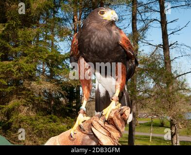 Monty 'the HarrisHawk hat sich im Birds of Prey Center, Kielder Water and Forest Park, Northumberland, England, an den Handschuh des Tierpflegers gebunden Stockfoto