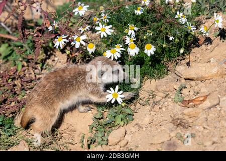 Junge Suricata und Kamille. Neugierige Erdmännchen (Suricata suricatta). Stockfoto