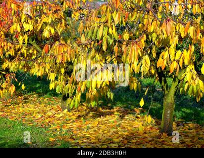 Kleine Kirschbäume mit hellen Herbstblättern am Baum und am Boden 3 Stockfoto