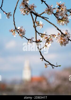 Mandelblütenbaum mit Kirche eines Dorfes im Hintergrund Stockfoto