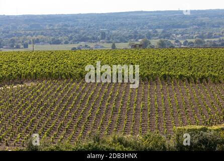 Berühmten französischen Weinberge bei Saint Emilion Stadt in der Nähe von Bordeaux, Frankreich. St Emilion ist einer der wichtigsten Bereiche der Rotwein Bordeaux und sehr beliebt Stockfoto