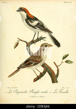 Pie-grièche à tête rousse der Schwalbenwürger (Lanius Senator) ist ein Mitglied der Garnelenfamilie Laniidae. Der Gattungsname Lanius leitet sich vom lateinischen Wort für "Metzger" ab, und einige Würger werden wegen ihrer Ernährungsgewohnheiten auch als "Metzgervögel" bezeichnet. Aus dem Buch Histoire naturelle des oiseaux d'Afrique [Naturgeschichte der Vögel Afrikas] Band 2, von Le Vaillant, François, 1753-1824; Veröffentlicht in Paris von Chez J.J. Fuchs, Bibliothekar 1799 Stockfoto