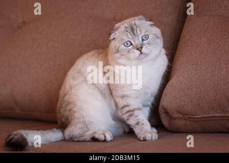 Schöne schottische Klappkatze. Porträt einer schottisch gefalteten Kat. Auf der Couch sitzt eine Katze aus schottischen Falten. Stockfoto