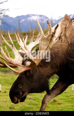 Bullmoose im Katmai National Park, Alaska Stockfoto