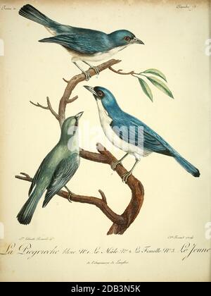 Männchen, Weibchen und Jugendlicher Pie-grièche bleue der blaue Vanga (Cyanolanius madagascarinus) ist eine Vogelart aus der Familie der Vangidae. Sie gehört zur monotypischen Gattung Cyanolanius. Sie findet sich auf den Komoren, Madagaskar und Mayotte, wo ihre natürlichen Lebensräume subtropischer oder tropischer Trockenwald und subtropischer oder tropischer feuchter Tieflandwald sind. Aus dem Buch Histoire naturelle des oiseaux d'Afrique [Naturgeschichte der Vögel Afrikas] Band 2, von Le Vaillant, François, 1753-1824; Veröffentlicht in Paris von Chez J.J. Fuchs, Bibliothekar 1799 Stockfoto