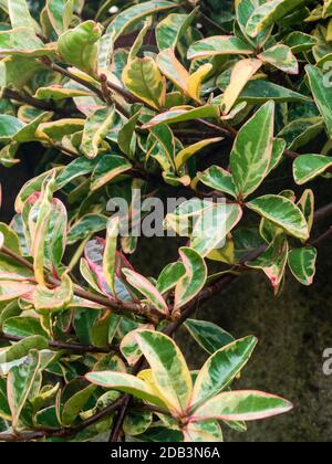 Rot umrandete grüne und cremefarbene Winterblätter des immergrünen hardy Wandstrauch Trachelospermum jasminoides 'Variegatum' Stockfoto