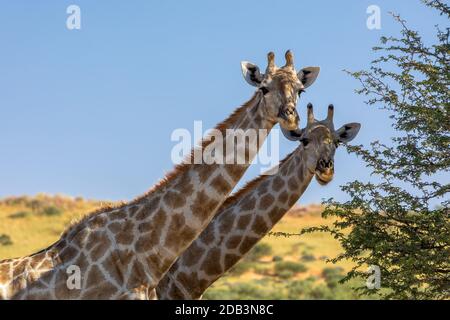 Zwei süße Giraffen in Kalahari, grüne Wüste nach Regenzeit. Kgalagadi Transfrontier Park, Südafrika Wildtier-Safari Stockfoto