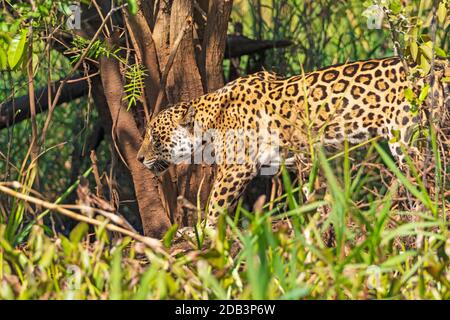 Jaguar im Pantanal in Brasilien durch den Dschungel Stockfoto